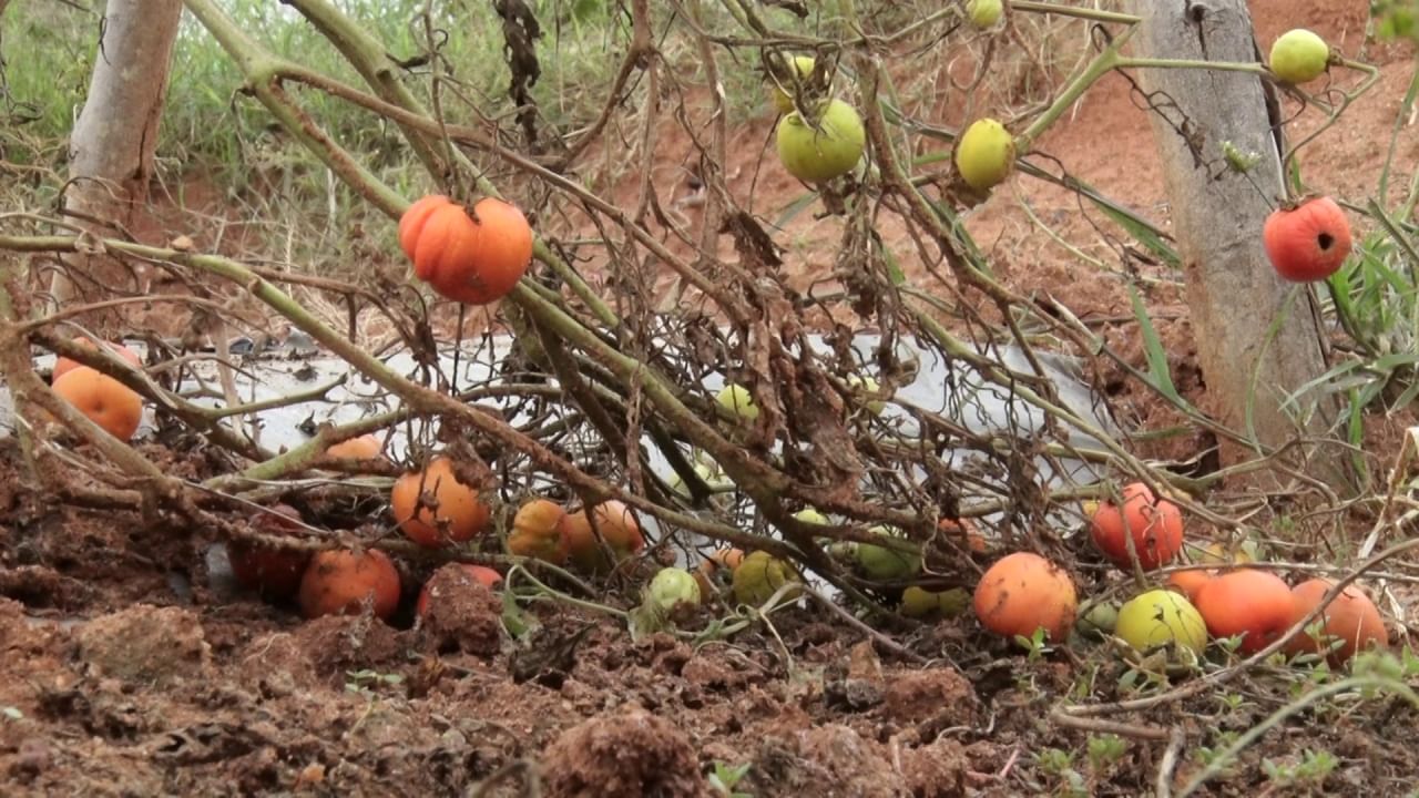 Kolar tomato farmers face numerous challenges as crop decrease causes tomato price hike