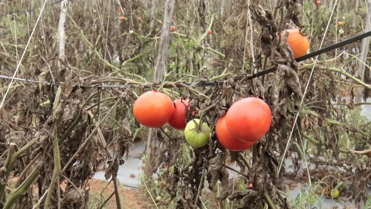 Kolar tomato farmers face numerous challenges as crop decrease causes tomato price hike