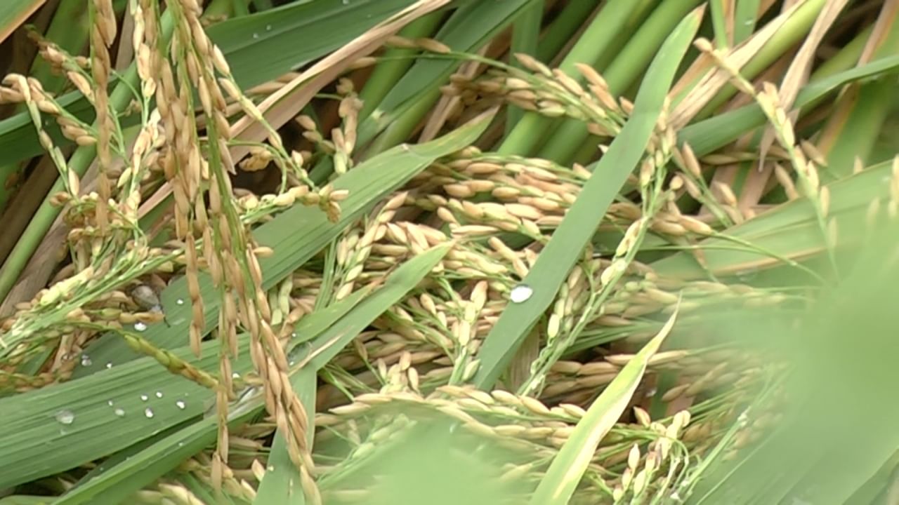 Koppal: Increased use of chemicals in paddy cultivation, serious adverse health effects, Kannada news