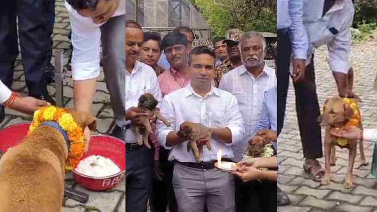 ಬೀದಿನಾಯಿಗಳಿಗೆ ಪೂಜೆ, ಭರ್ಜರಿ ಊಟ: ಕುಕುರ್ ತಿಹಾರ್ ಹೆಸರಲ್ಲಿ ಬಿಬಿಎಂಪಿ ಹುಚ್ಚಾಟ