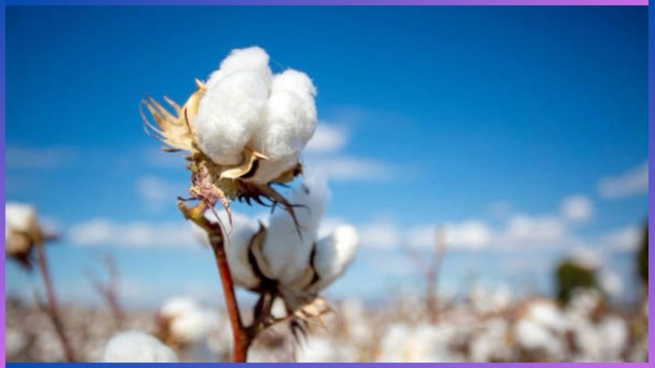 World Cotton Day 2024: ಬಾಹ್ಯಾಕಾಶದಲ್ಲೂ ಹತ್ತಿ ಬೆಳೆಯುವ ಸಾಹಸಕ್ಕೆ ಕೈ ಹಾಕಿದ್ದ ಚೀನಾ, ಇಲ್ಲಿದೆ ಮಾಹಿತಿ