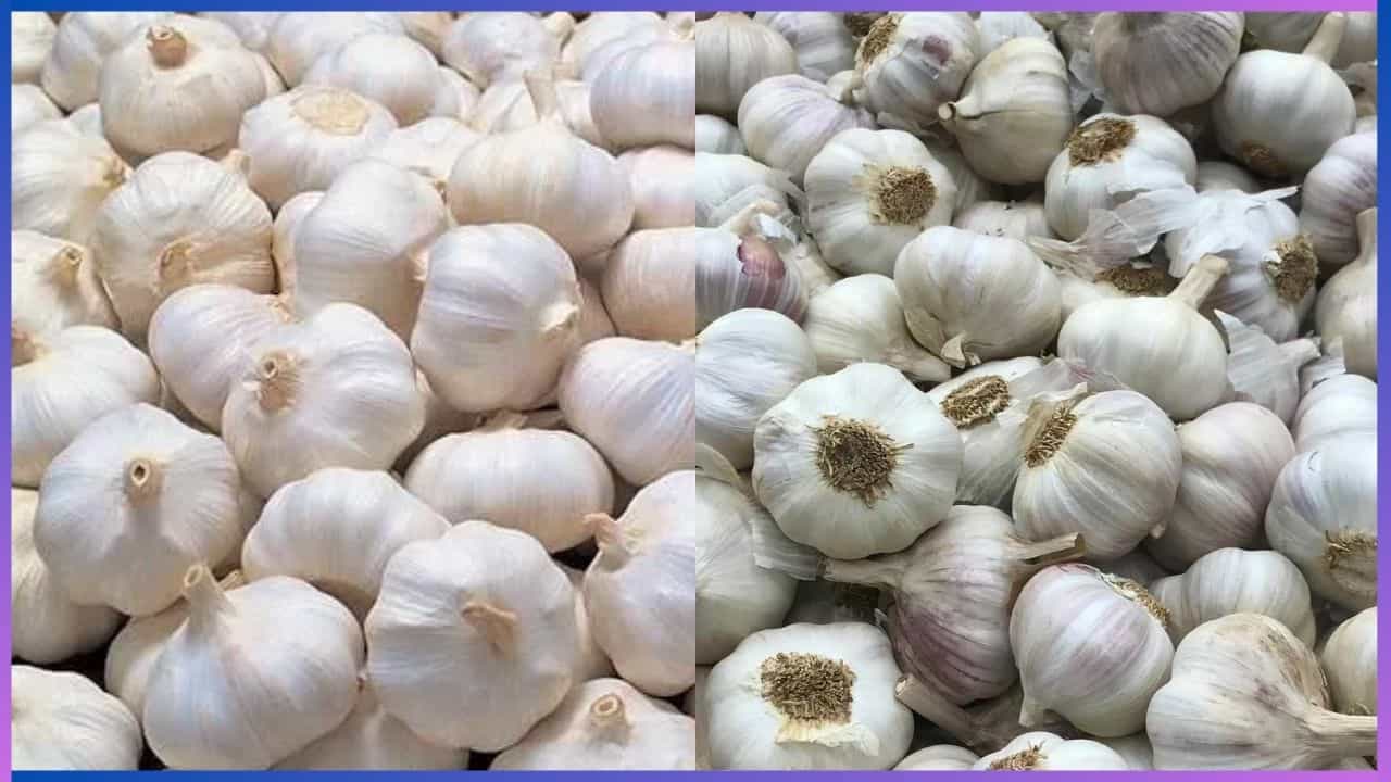 Indian Garlic Vs Chinese Garlic : ಮಾರುಕಟ್ಟೆಗೆ ಬಂದಿದೆ ಚೀನಿ ಬೆಳ್ಳುಳ್ಳಿ, ನೀವು ಖರೀದಿಸುವ ಬೆಳ್ಳುಳ್ಳಿ ದೇಸಿಯೇ, ಚೀನಿಯೇ ಎಂದು ಗುರುತಿಸುವುದು ಹೇಗೆ? Indian Garlic Vs Chinese Garlic : ಮಾರುಕಟ್ಟೆಗೆ ಬಂದಿದೆ ಚೀನಿ ಬೆಳ್ಳುಳ್ಳಿ, ನೀವು ಖರೀದಿಸುವ ಬೆಳ್ಳುಳ್ಳಿ ದೇಸಿಯೇ, ಚೀನಿಯೇ ಎಂದು ಗುರುತಿಸುವುದು ಹೇಗೆ?