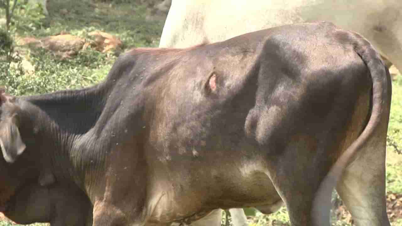 ಯಾದಗಿರಿ: ಮತ್ತೆ ವಕ್ಕರಿಸಿದ ಚರ್ಮಗಂಟು ರೋಗ, ಒಂದೇ ವಾರದಲ್ಲಿ 5 ಜಾನುವಾರುಗಳ ಸಾವು