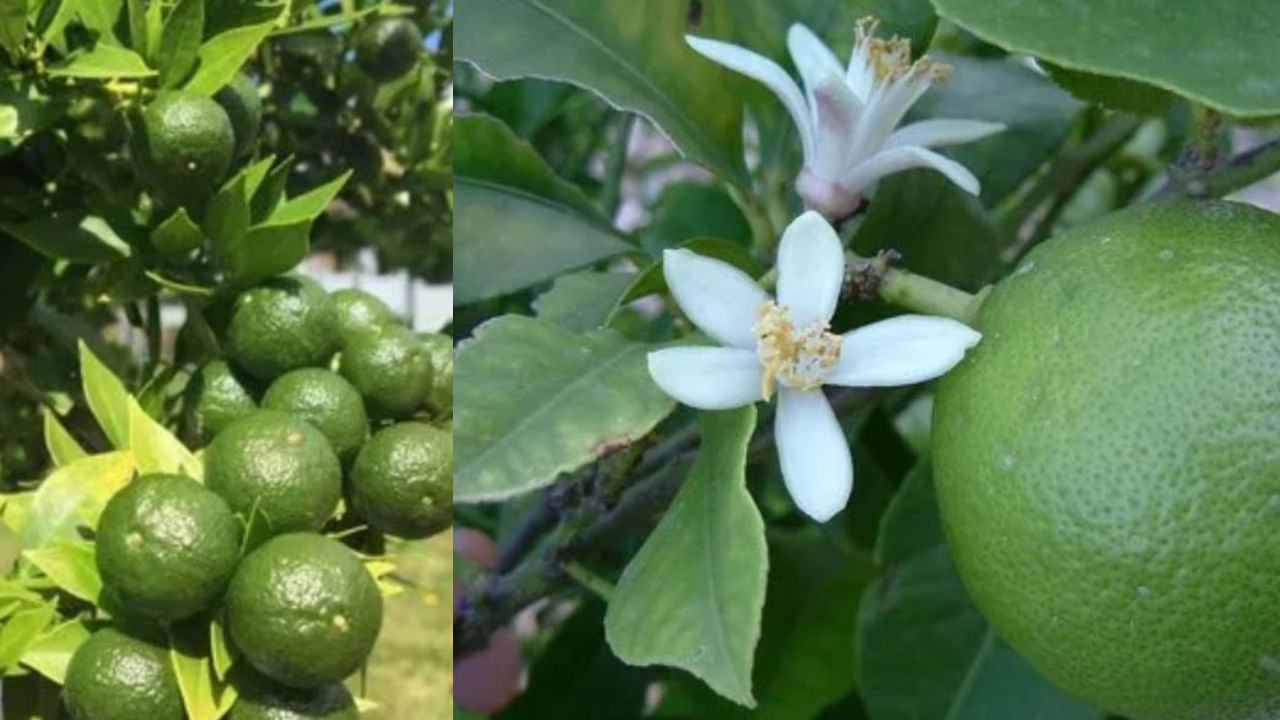 Lemon leaves Health benefits: ಈಗ ನಿಂಬೆ ಎಲೆಯ ಆರೋಗ್ಯ ಮಹಾತ್ಮೆ ತಿಳಿದುಕೊಳ್ಳಿ, ಅದರಿಂದ ಬಹಳಷ್ಟು ಸಮಸ್ಯೆಗಳಿಗೆ ಪರಿಹಾರವಿದೆ