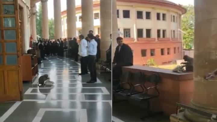 ಸುಪ್ರೀಂ ಕೋರ್ಟ್ ಒಳಗೆ ನುಗ್ಗಿ ವಕೀಲರ ಬ್ಯಾಗ್, ಊಟದ ಬಾಕ್ಸ್ ಕದ್ದ ಕೋತಿ ಸುಪ್ರೀಂ ಕೋರ್ಟ್ ಒಳಗೆ ನುಗ್ಗಿ ವಕೀಲರ ಬ್ಯಾಗ್, ಊಟದ ಬಾಕ್ಸ್ ಕದ್ದ ಕೋತಿ