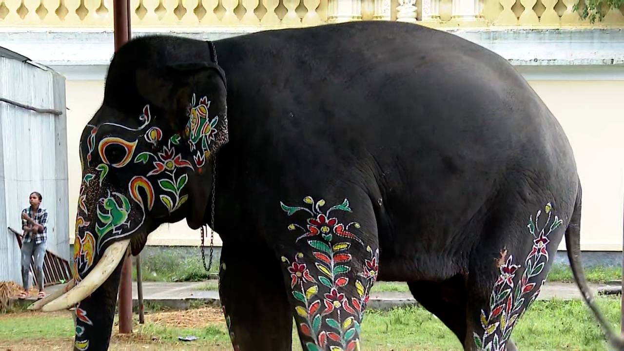 Mysore Dasara 2024: Dasara Elephants ready for Jambu Savari 