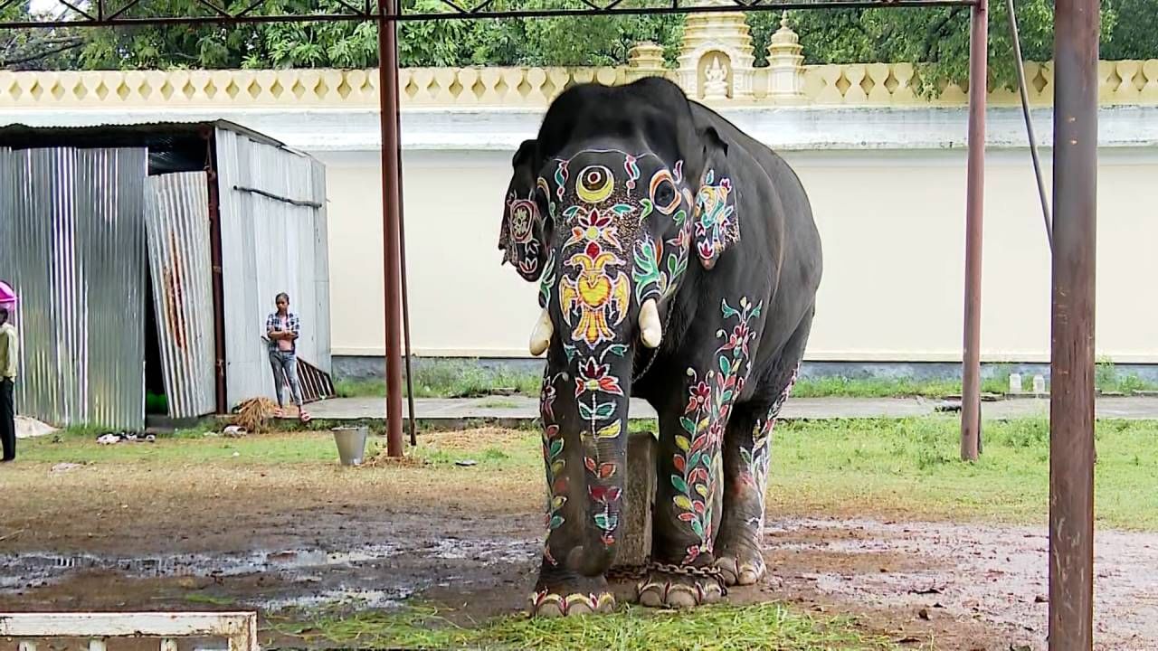 Mysore Dasara 2024: Dasara Elephants ready for Jambu Savari 