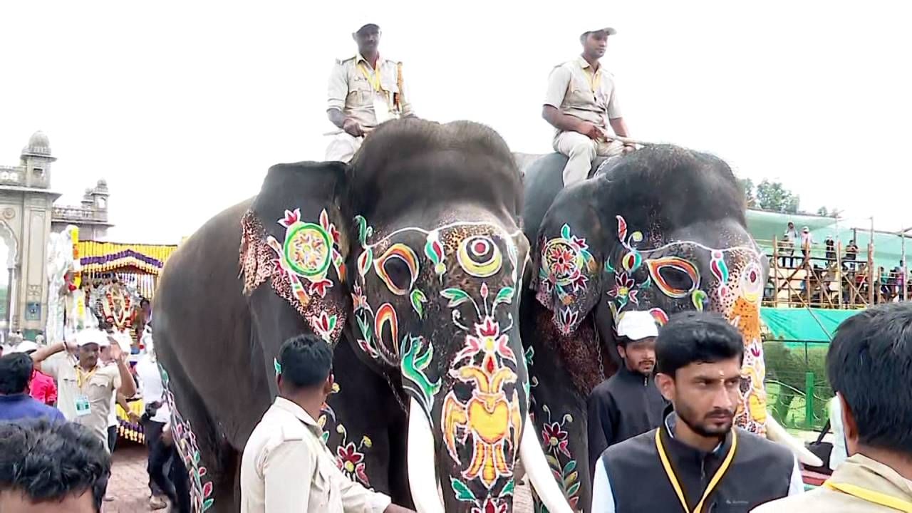 Mysore Dasara 2024: Dasara Elephants ready for Jambu Savari 