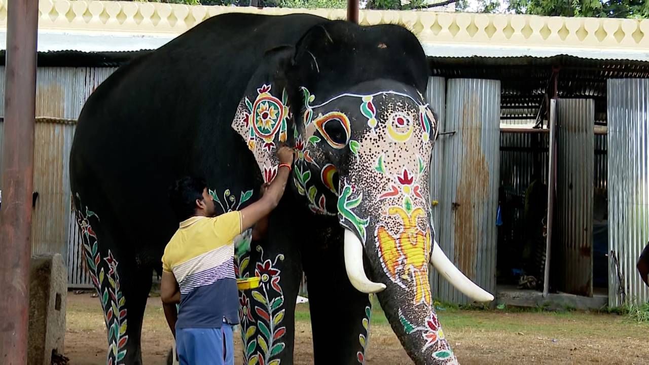 Mysore Dasara 2024: Dasara Elephants ready for Jambu Savari 