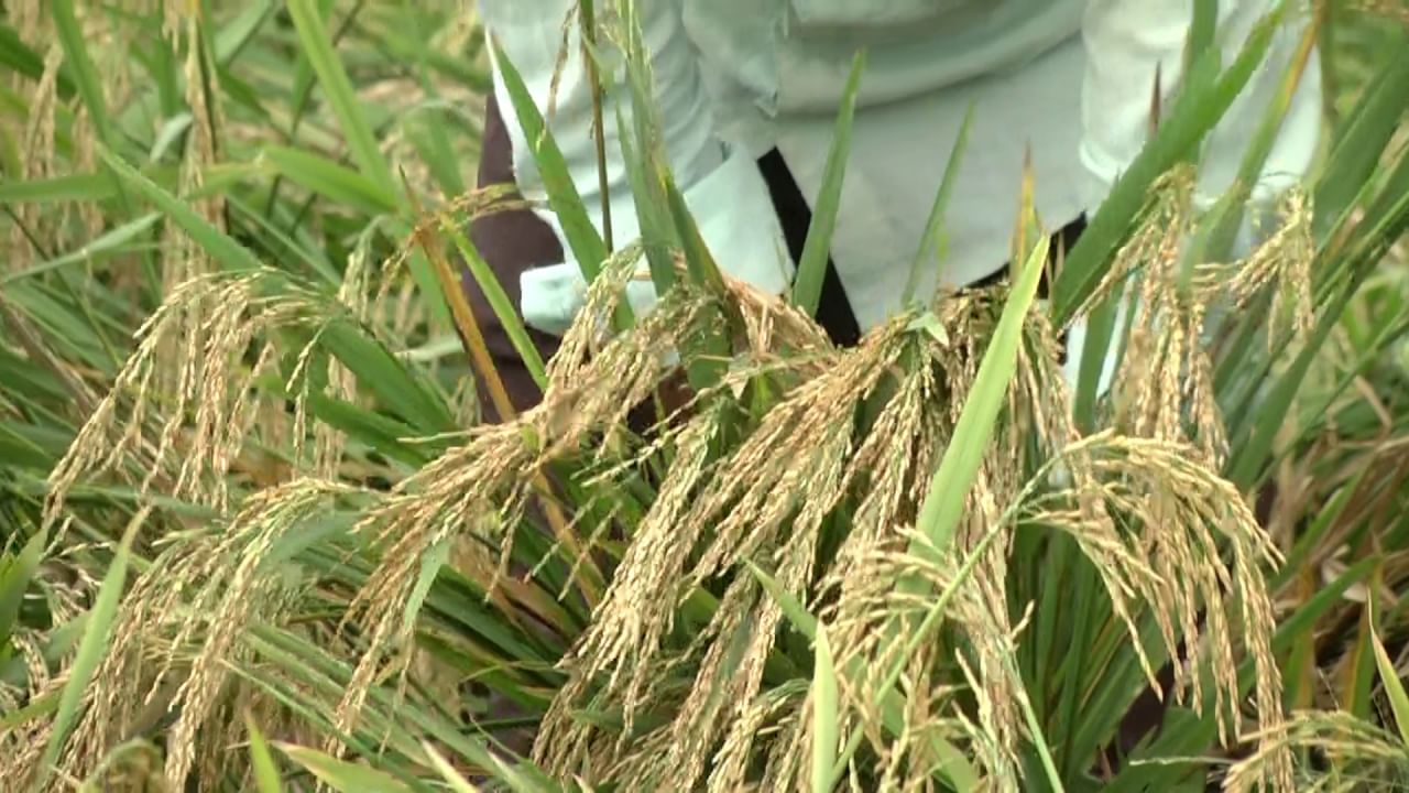 Koppal: Increased use of chemicals in paddy cultivation, serious adverse health effects, Kannada news