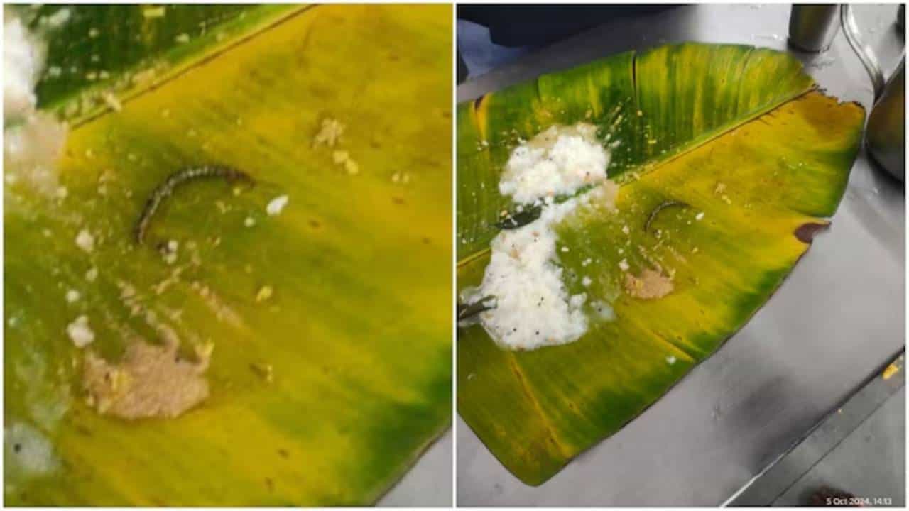 ತಿರುಪತಿಯ ಪ್ರಸಾದದಲ್ಲಿ ಹುಳುಗಳು ಪತ್ತೆ, ಭಕ್ತರ ಆರೋಪ ತಿರುಪತಿಯ ಪ್ರಸಾದದಲ್ಲಿ ಹುಳುಗಳು ಪತ್ತೆ, ಭಕ್ತರ ಆರೋಪ