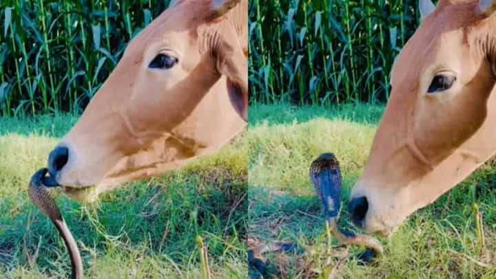 ವಿಡಿಯೋ ನೋಡಿ... ನಾಗಪ್ಪನ ಮೇಲೆ ಗೋ ಮಾತೆಯ ಮಮಕಾರ! ಭಯ ಹುಟ್ಟಿಸುತ್ತಿದೆ ವಿಡಿಯೋ ನೋಡಿ... ನಾಗಪ್ಪನ ಮೇಲೆ ಗೋ ಮಾತೆಯ ಮಮಕಾರ! ಭಯ ಹುಟ್ಟಿಸುತ್ತಿದೆ