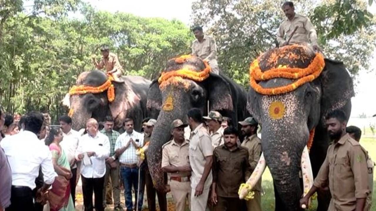 ಶಿವಮೊಗ್ಗ ದಸರಾಕ್ಕೆ ಸಕ್ರೆಬೈಲಿನ ಮೂರು ಆನೆಗಳಿಗೆ ವಿಶೇಷ ಆಹ್ವಾನ: ಅಂಬಾರಿ ಹೊರಲು ಸಾಗರಗೆ ತಾಲೀಮು