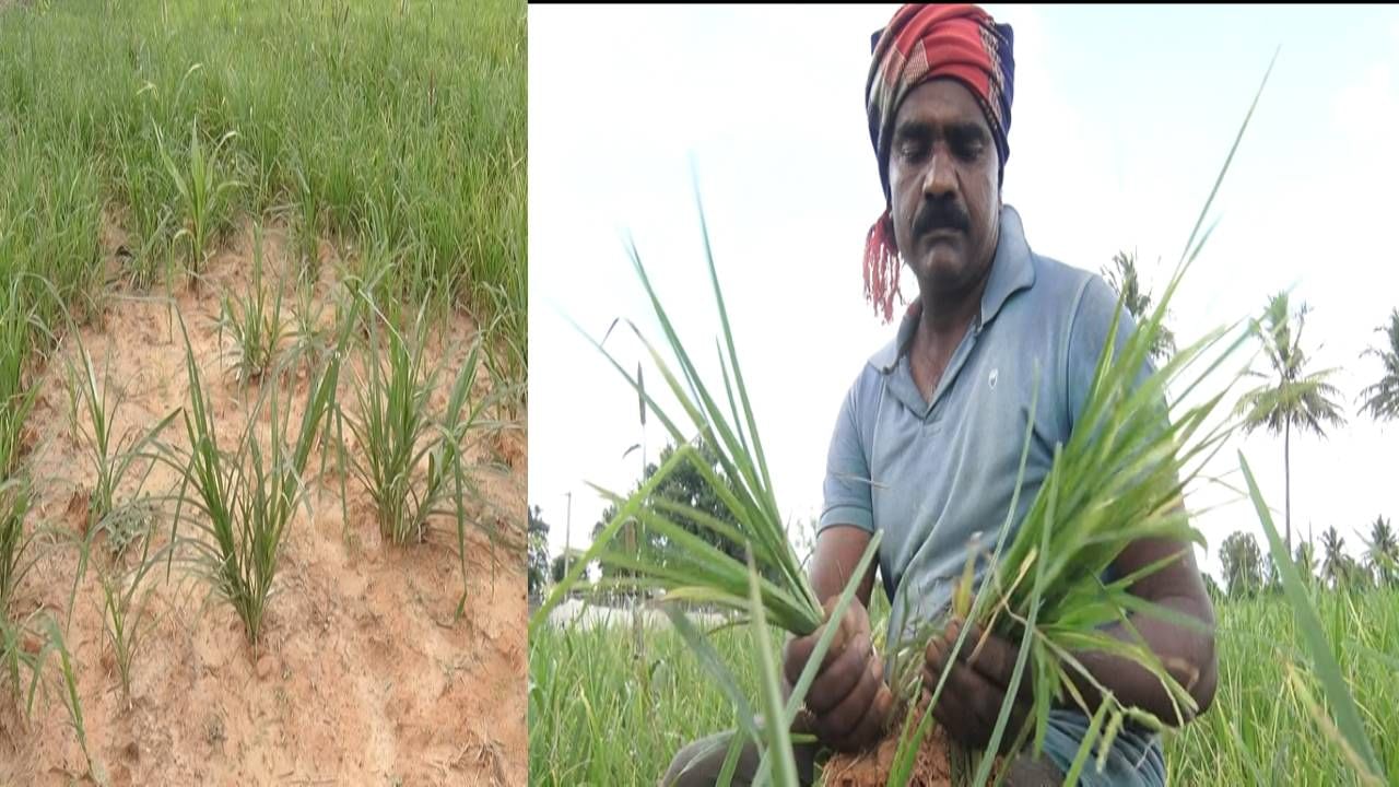 ಕೋಲಾರ: ಕೈಕೊಟ್ಟ ಮಳೆ, ಚಿಗುರಲ್ಲೇ ಒಣಗುತ್ತಿರೋ ರಾಗಿ ಬೆಳೆ; ರೈತ ಕಂಗಾಲು