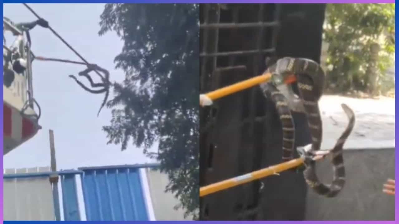 Viral: ರಾಷ್ಟ್ರ ರಾಜಧಾನಿಯಲ್ಲಿ ಮೊದಲ ಬಾರಿಗೆ ಕಾಣಿಸಿಕೊಂಡ ದೈತ್ಯ ಕಾಳಿಂಗ ಸರ್ಪ; ರಕ್ಷಣಾ ಕಾರ್ಯ ಹೇಗಿತ್ತು ನೋಡಿ Viral: ರಾಷ್ಟ್ರ ರಾಜಧಾನಿಯಲ್ಲಿ ಮೊದಲ ಬಾರಿಗೆ ಕಾಣಿಸಿಕೊಂಡ ದೈತ್ಯ ಕಾಳಿಂಗ ಸರ್ಪ; ರಕ್ಷಣಾ ಕಾರ್ಯ ಹೇಗಿತ್ತು ನೋಡಿ