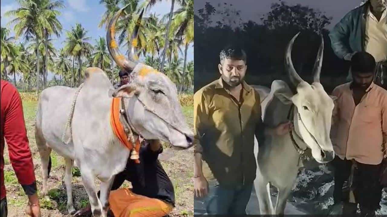 ಕರ್ನಾಟಕದಲ್ಲಿ ವಿಜ್ಞಾನ ಲೋಕಕ್ಕೆ ಅಚ್ಚರಿಯಾಗುವ ಸಾಕಷ್ಟು ವಿಚಾರಗಳಿವೆ. ಅವುಗಳು ವಿಜ್ಞಾನಿಗಳಿಗೆ ಸವಾಲು ಕೂಡ ಆಗಿವೆ. ಇವುಗಳೊಂದಿಗೆ ಇದೀಗ ಚಿಕ್ಕಮಗಳೂರಿನ ಈ ಬಸವಣ್ಣ ಕೂಡ ಸೆರ್ಪಡೆಯಾಗಿದೆ.