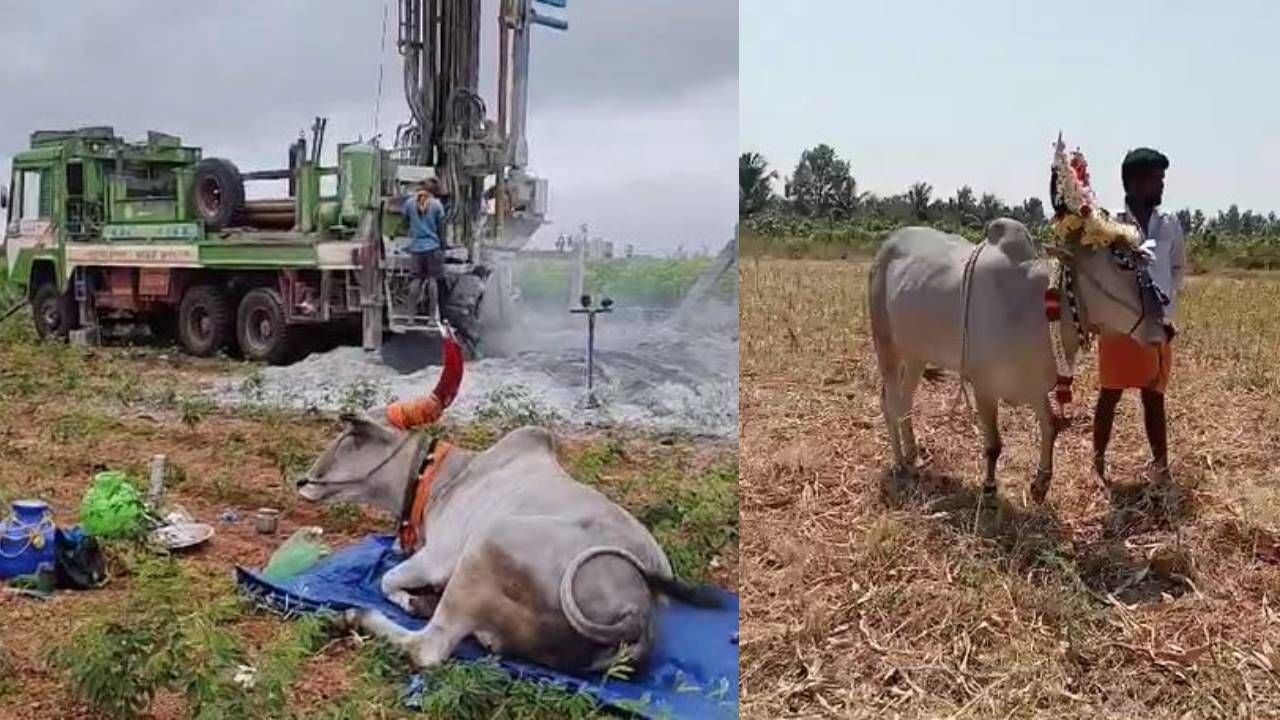 ಜಮೀನು ಸುತ್ತಿ ನೀರು ಸಿಗುವ ಸ್ಥಳದಲ್ಲಿ ಶರಣ್ಯ ಗಂಜಲ‌ ಹಾಕುತ್ತಾಳೆ. ಗಂಜಲ‌ ಹಾಕಿದ ಸ್ಥಳದಲ್ಲಿ ಪಾಯಿಂಟ್ ಮಾಡಿ ಬೋರ್ ಕೊರೆಸಿದರೆ ನೀರು ಸಿಗುತ್ತೆ. ಮತ್ತೊಂದು ವಿಶೇಷವೆಂದರೆ ತಾನು ಗುರುತು ಮಾಡಿದ ಸ್ಥಳದಲ್ಲಿ ನೀರು ಬರುವವರೆಗೂ ಶರಣ್ಯ ಸ್ಥಳ ಬಿಟ್ಟು ಹೋಗಲ್ಲ. ಬೋರ್​ವೆಲ್​ನಲ್ಲಿ ನೀರು ಚಿಮ್ಮಿದ ಬಳಿಕವೇ ಆ ಸ್ಥಳದಿಂದ ತೆರಳುತ್ತದೆ.
