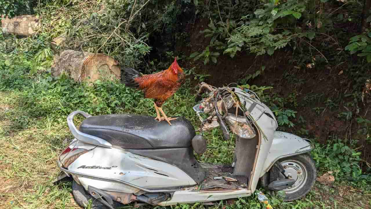 ಮಂಗಳೂರು: ಅಪಘಾತದ ಸ್ಥಳದಿಂದ 2 ದಿನ ಕದಲದೆ ಅಚ್ಚರಿ ಮೂಡಿಸಿದ ಹರಕೆ ಕೋಳಿ