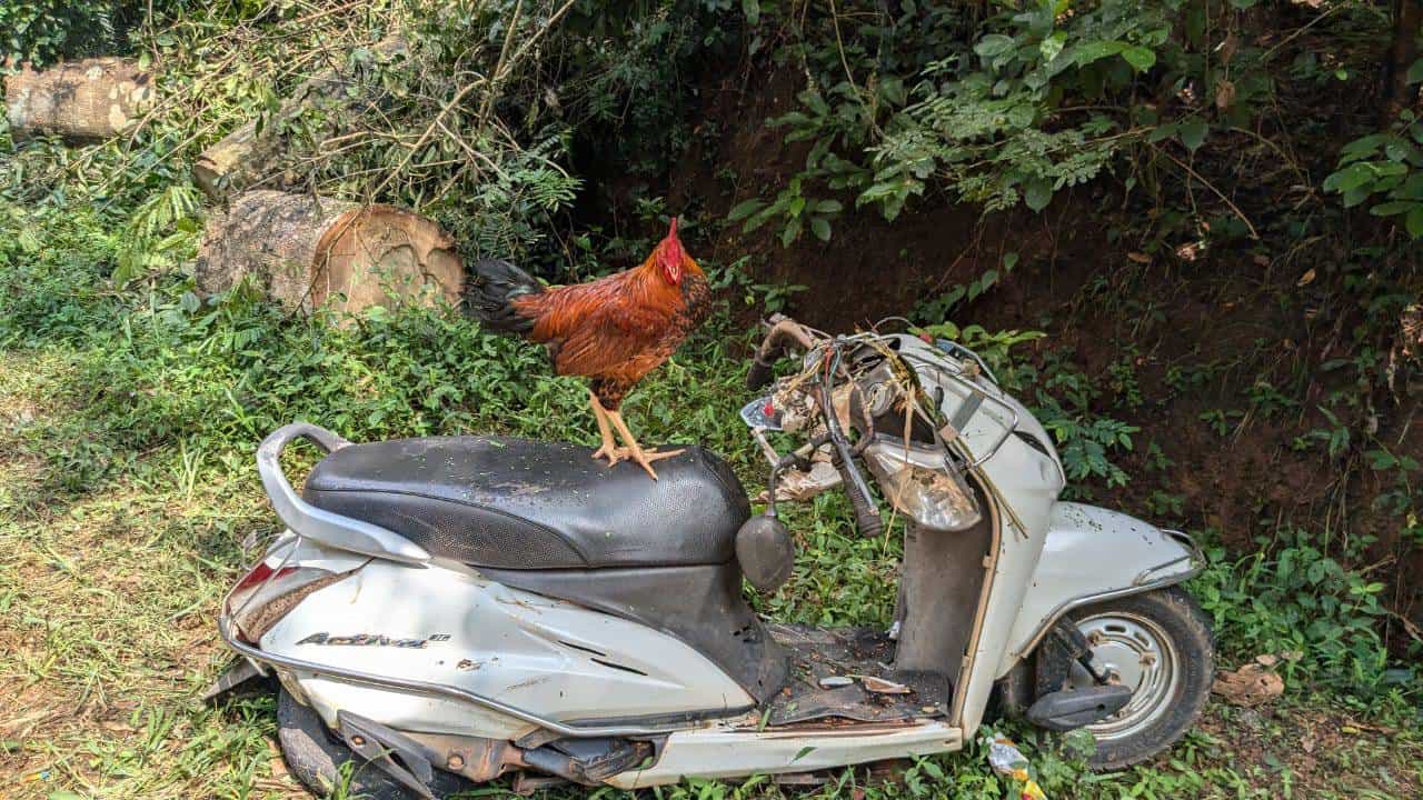 ಮಂಗಳೂರು: ಅಪಘಾತದ ಸ್ಥಳದಿಂದ 2 ದಿನ ಕದಲದೆ ಅಚ್ಚರಿ ಮೂಡಿಸಿದ ಹರಕೆ ಕೋಳಿ ಮಂಗಳೂರು: ಅಪಘಾತದ ಸ್ಥಳದಿಂದ 2 ದಿನ ಕದಲದೆ ಅಚ್ಚರಿ ಮೂಡಿಸಿದ ಹರಕೆ ಕೋಳಿ