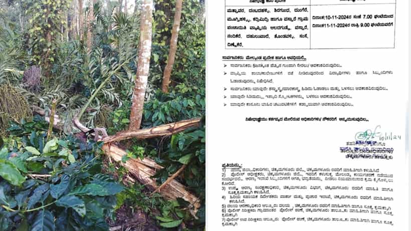 ಚಿಕ್ಕಮಗಳೂರು: ಕಾಡಾನೆ ಉಪಟಳ, ಹಲವು ಗ್ರಾಮಗಳಲ್ಲಿ ಶಾಲಾ, ಕಾಲೇಜುಗಳಿಗೆ ರಜೆ ಘೋಷಣೆ