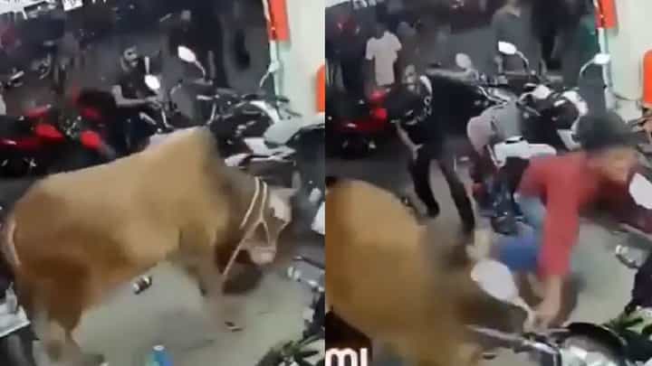 ಬೈಕ್ ಶೋರೂಂಗೆ ನುಗ್ಗಿ ಯುವಕನಿಗೆ ತಿವಿದ ಗೂಳಿ; ಶಾಕಿಂಗ್ ವಿಡಿಯೋ ವೈರಲ್ ಬೈಕ್ ಶೋರೂಂಗೆ ನುಗ್ಗಿ ಯುವಕನಿಗೆ ತಿವಿದ ಗೂಳಿ; ಶಾಕಿಂಗ್ ವಿಡಿಯೋ ವೈರಲ್