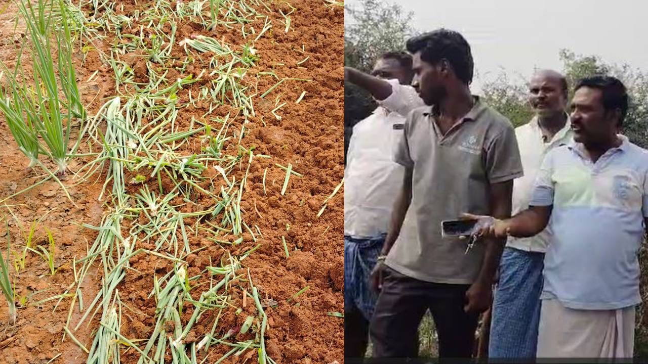 ರಾತೋರಾತ್ರಿ ಬೆಳೆ ನಾಶ: ಸ್ಟೀಲ್ ಫ್ಯಾಕ್ಟರಿ ನಂಬಿ ಮೋಸ ಹೋದ ಕೊಪ್ಪಳದ ರೈತರು ರಾತೋರಾತ್ರಿ ಬೆಳೆ ನಾಶ: ಸ್ಟೀಲ್ ಫ್ಯಾಕ್ಟರಿ ನಂಬಿ ಮೋಸ ಹೋದ ಕೊಪ್ಪಳದ ರೈತರು