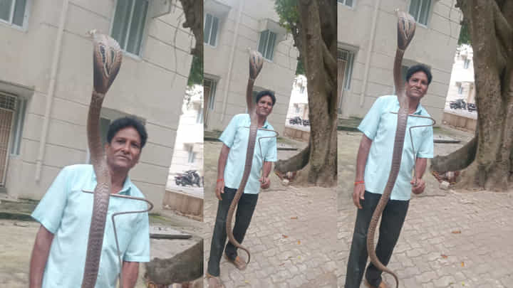 Video: ತಿರುಮಲದಲ್ಲಿ 8 ಅಡಿಯ ದೈತ್ಯ ನಾಗರಹಾವು ಪತ್ತೆ: ವೈರಲ್ ವಿಡಿಯೋ Video: ತಿರುಮಲದಲ್ಲಿ 8 ಅಡಿಯ ದೈತ್ಯ ನಾಗರಹಾವು ಪತ್ತೆ: ವೈರಲ್ ವಿಡಿಯೋ