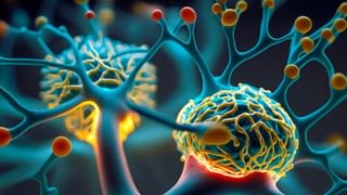 ವೃದ್ಧಾಪ್ಯದಲ್ಲಿ ಚರ್ಮ ತೆಳ್ಳಗಾಗಲು ಕಾರಣವೇನು? ತಜ್ಞರು ನೀಡಿದ ಮಾಹಿತಿ ಇಲ್ಲಿದೆ