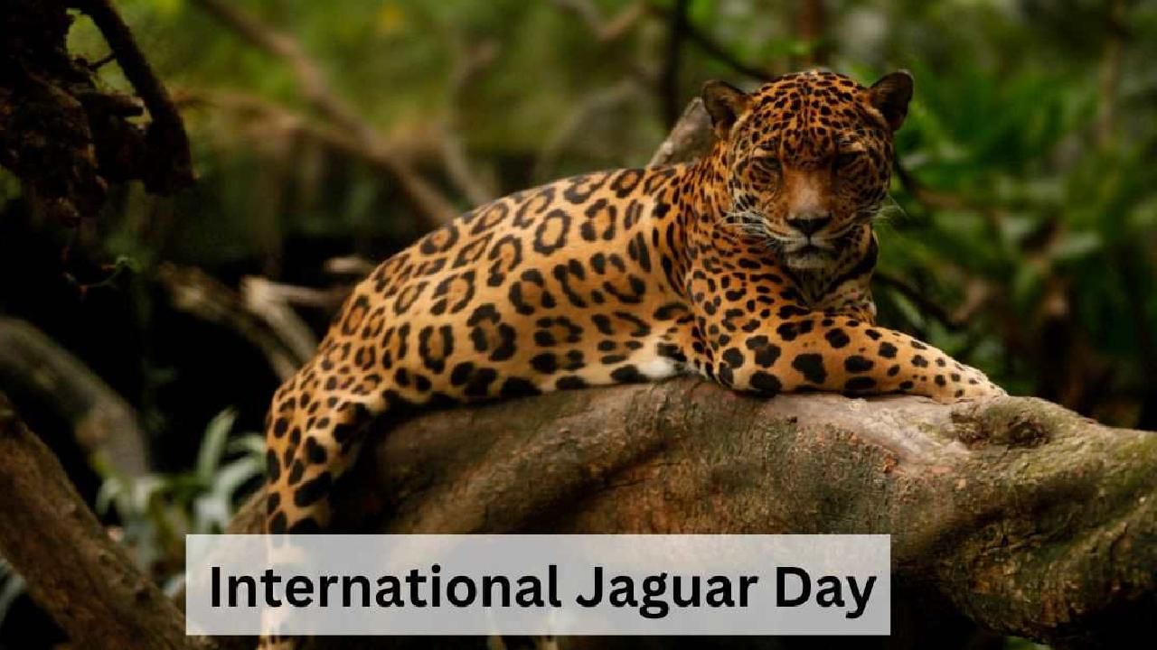 International Jaguar Day 2024: ಅಂತಾರಾಷ್ಟ್ರೀಯ ಜಾಗ್ವಾರ್ ದಿನ ಏಕೆ ಆಚರಿಸಲಾಗುತ್ತದೆ? ಇಲ್ಲಿದೆ ಮಾಹಿತಿ