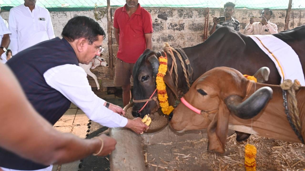 ಮನೋರಥ ಗೋಶಾಲೆಯಲ್ಲಿ ಭಾರತೀಯ ಪ್ರಸಿದ್ಧ ತಳಿಗಳಾದ ಗೀರ್, ಸಾಹಿವಾಲ್, ಅಮೃತ್ ಮಹಲ್, ಮಲ್ನಾಡ್ ಗಿಡ್ಡ ಹೀಗೆ ವಿವಿಧ ಗೋವುಗಳಿದ್ದು, ಸಚಿವರು ಈ ದೇಸಿ ಹಸು-ಕರುಗಳಿಗೆ ಬೆಲ್ಲ, ಬಾಳೆಹಣ್ಣು, ಅಕ್ಕಿ ತಿನ್ನಿಸಿ ನೇವರಿಸಿದರು.