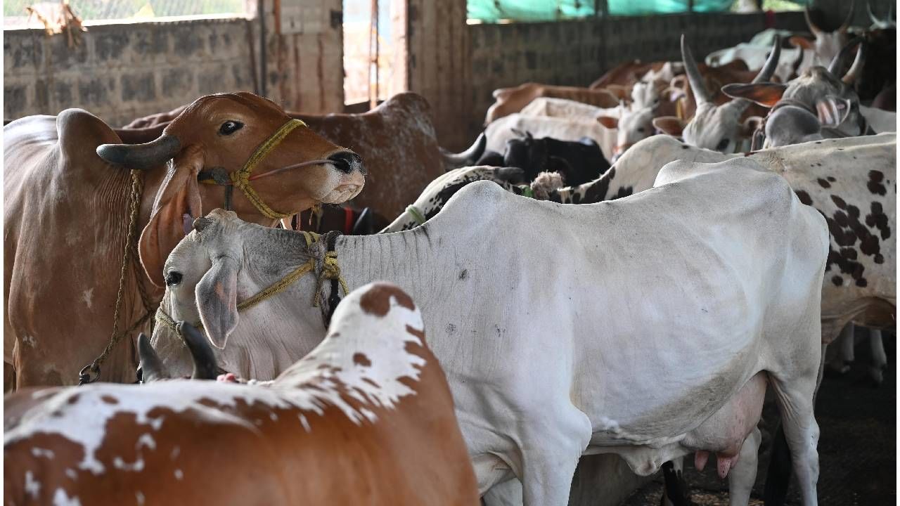 ಕೇಂದ್ರ ಸಚಿವ ಪ್ರಲ್ಹಾದ ಜೋಶಿ ಅವರು ಹಿಂದೂ ಧರ್ಮ ಪಾಲನೆ, ಭಾರತೀಯ ಸಂಸ್ಕೃತಿ ಅನುಸರಣೆ ಎಂದರೆ ಯಾವತ್ತೂ ಒಂದು ಹೆಜ್ಜೆ ಮುಂದೆ ಇದ್ದು,  ರಾಜಕೀಯ ಜಂಜಾಟ ಬಿಟ್ಟು ಕರುಗಳ ಮುದ್ದಿಸಿ ಸಂತಸಪಟ್ಟರು.