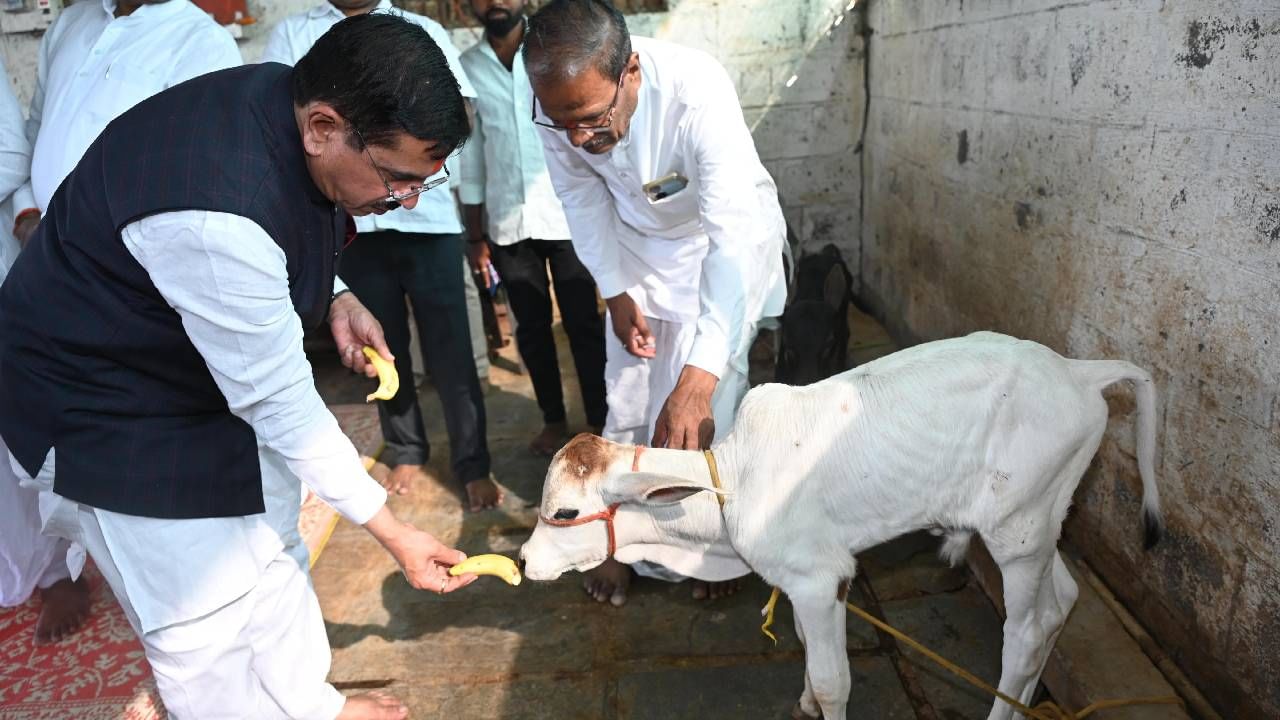 ಬಾದಾಮಿಯ ಈ ಗೋಶಾಲೆಯಲ್ಲಿ ಸಚಿವರು ಸ್ವಲ್ಪ ಹೊತ್ತು ಎಲ್ಲಾ ರಾಜಕೀಯ ಜಂಜಾಟಗಳಿಂದ ದೂರವಿದ್ದು, ಸಣ್ಣ ಕರುಗಳನ್ನು ಮುದ್ದಿಸುತ್ತ ಸಂತಸದಿಂದ ಕಾಲ ಕಳೆದರು.