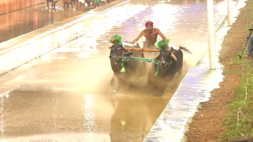 ಕಂಬಳಕ್ಕೆ ಮತ್ತೆ ಅಡ್ಡಿ, ಪಿಲಿಕುಳದಲ್ಲಿ ಕಂಬಳ ನಡೆಸುವುದಕ್ಕೆ ಪ್ರಾಣಿಪ್ರಿಯರ ವಿರೋಧ: ಕೋರ್ಟ್ಗೆ ದೂರು
