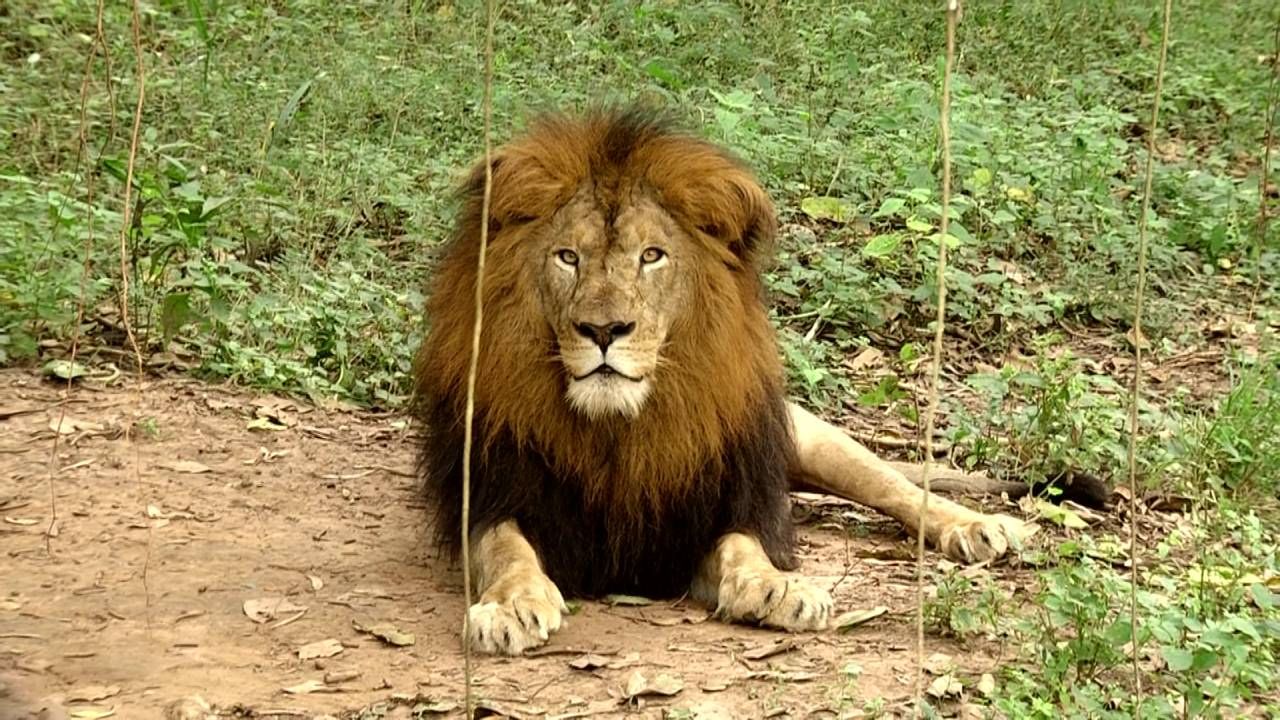 ಮೃಗಾಲಯದಲ್ಲಿ ಉತ್ತರ ಭಾರತದಲ್ಲಿ ಮಾತ್ರ ಕಂಡುಬರುವ ಗಡಿಯಾಲ್ ಹೆಸರಿನ ಎರಡು ಮೊಸಳೆಗಳು, ದಕ್ಷಿಣ ಅಮೇರಿಕಾದ ವಾಸಿಯಾಗಿರುವ ಆಸ್ಟ್ರೀಚ್ ನಂತೆಯೇ ಕಾಣುವ ನಾಲ್ಕು ರಿಯಾಗಳು, ಎರಡು ಮುಳ್ಳು ಹಂದಿ, ಈಶಾನ್ಯ ದಕ್ಷಿಣ ಅಮೆರಿಕ ಮೂಲದ ಆರು ಜೋಡಿ ಸನ್ ಕಾನ್ಯೂರ್ ಪಕ್ಷಿಗಳು ಇವೆ. ರಿಯಾ ಮತ್ತು ಸನ್ ಕಾನ್ಯೂರ್ ಪಕ್ಷಿ ಪ್ರಬೇದಗಳು ಅವಸಾನದಂಚಿಗೆ ತಲುಪಿರುವುದು ಕಳವಳಕಾರಿ ಸಂಗತಿಯಾಗಿದೆ. 
