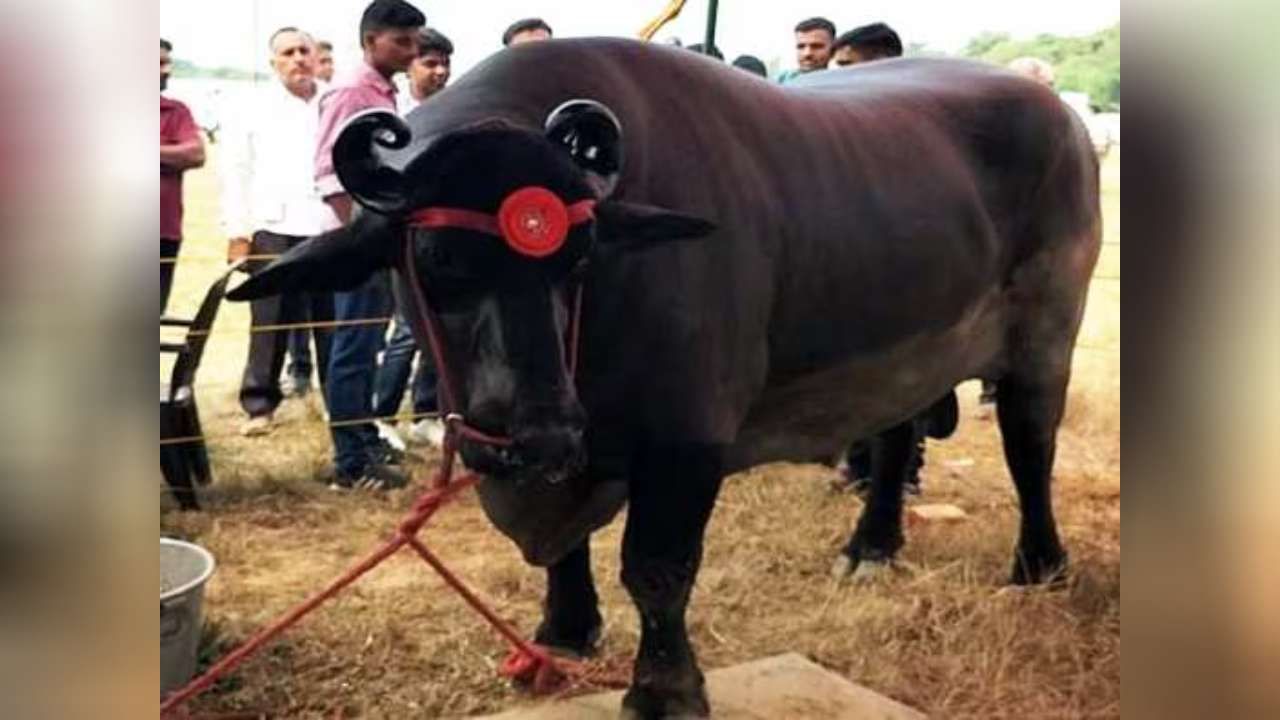 Costliest Buffalo: 23 ಕೋಟಿ ರೂಪಾಯಿ ಮೌಲ್ಯದ ಭಾರತದ ಅತ್ಯಂತ ದುಬಾರಿ ಎಮ್ಮೆಯಿದು