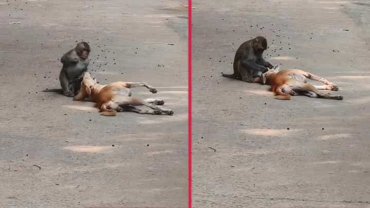 ಕುಚಿಕು ಫ್ರೆಂಡ್ಸ್; ವೈರತ್ವ ಮರೆತು ಮುದ್ದಾಡುತ್ತಿರುವ ನಾಯಿ-ಕೋತಿ ಕುಚಿಕು ಫ್ರೆಂಡ್ಸ್; ವೈರತ್ವ ಮರೆತು ಮುದ್ದಾಡುತ್ತಿರುವ ನಾಯಿ-ಕೋತಿ