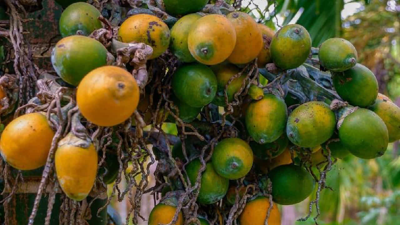 ಸಾವಯವ ಅಡಿಕೆ ಕೃಷಿ: ಶಿರಸಿ ಮತ್ತು ಮಲೆನಾಡಿನಲ್ಲಿ ಪ್ರವೃತ್ತಿಗಳು ಸಾವಯವ ಅಡಿಕೆ ಕೃಷಿ: ಶಿರಸಿ ಮತ್ತು ಮಲೆನಾಡಿನಲ್ಲಿ ಪ್ರವೃತ್ತಿಗಳು
