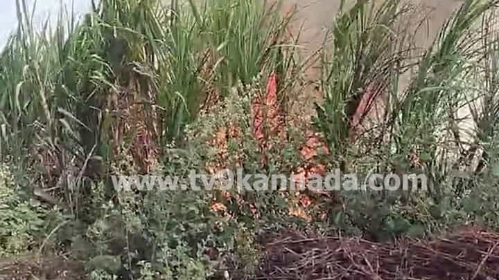 ಕಲಬುರಗಿ: ವಿದ್ಯುತ್ ತಂತಿ ತಗುಲಿ 6 ಎಕರೆ ಕಬ್ಬಿನ ಬೆಳೆ ಬೆಂಕಿಗಾಹುತಿ ಕಲಬುರಗಿ: ವಿದ್ಯುತ್ ತಂತಿ ತಗುಲಿ 6 ಎಕರೆ ಕಬ್ಬಿನ ಬೆಳೆ ಬೆಂಕಿಗಾಹುತಿ