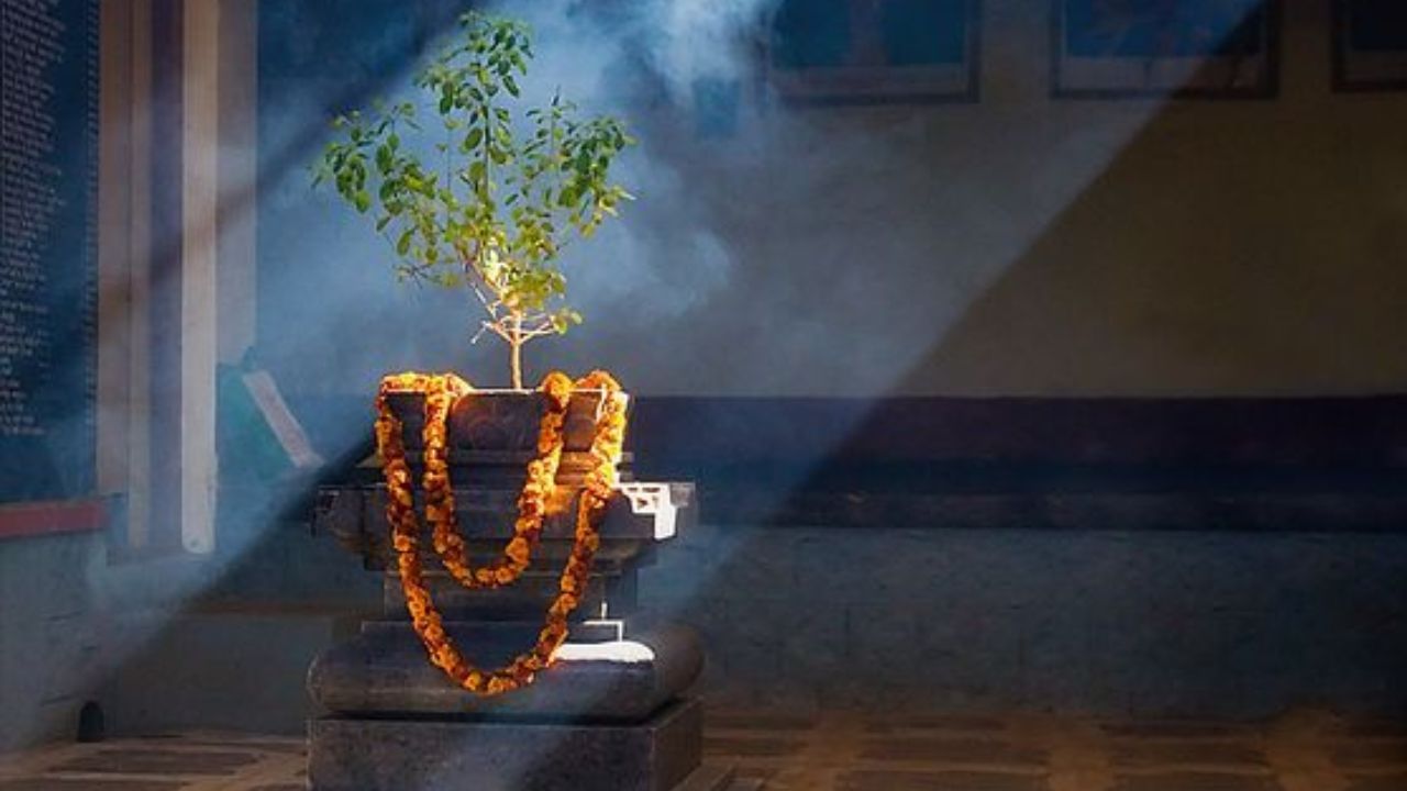 Tulsi Puja 2024: ತುಳಸಿ ಪೂಜೆಯ ಶುಭ ಮುಹೂರ್ತ ಮತ್ತು ಪೂಜೆ ವಿಧಾನದ ಬಗ್ಗೆ ತಿಳಿಯಿರಿ