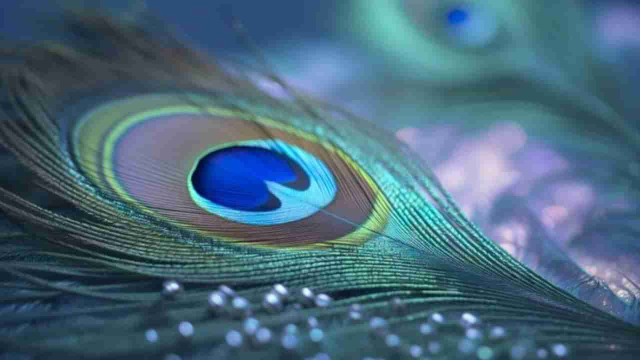 ಈ ಜನ್ಮದಲ್ಲಿ ಹಣದ ಸಮಸ್ಯೆ ಬರಬಾರದು ಎಂದರೆ ಮನೆಯ ಈ ಮೂಲೆಯಲ್ಲಿ ನವಿಲು ಗರಿ ಇರಿಸಿ