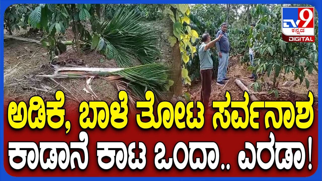 ಕೊಡಗು: ತೋಟಕ್ಕೆ ನುಗ್ಗಿ ನೂರಾರು ಅಡಕೆ ಮತ್ತು ಬಾಳೆಗಿಡಗಳನ್ನು ನಾಶಮಾಡಿದ ಕಾಡಾನೆಗಳ ಹಿಂಡು