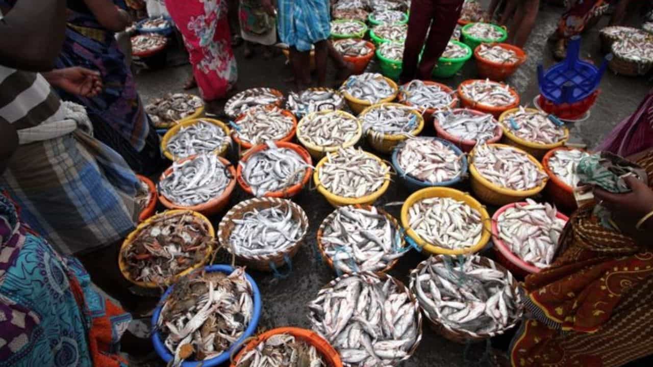World Fisheries Day 2024 : ಮತ್ಸ್ಯೋದ್ಯಮದಲ್ಲಿ ಭಾರತಕ್ಕೆ ಎಷ್ಟನೇ ಸ್ಥಾನ? ಪ್ರಧಾನ ಮಂತ್ರಿ ಮತ್ಸ್ಯ ಸಂಪದ ಯೋಜನೆಯ ಗುರಿಯೇನು? World Fisheries Day 2024 : ಮತ್ಸ್ಯೋದ್ಯಮದಲ್ಲಿ ಭಾರತಕ್ಕೆ ಎಷ್ಟನೇ ಸ್ಥಾನ? ಪ್ರಧಾನ ಮಂತ್ರಿ ಮತ್ಸ್ಯ ಸಂಪದ ಯೋಜನೆಯ ಗುರಿಯೇನು?