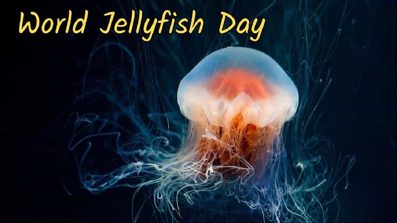 World Jellyfish Day 2024: ಇಂದು ವಿಶ್ವ ಜೆಲ್ಲಿ ಫಿಶ್ ದಿನ; ಈ ವಿಶೇಷ ದಿನದ ಇತಿಹಾಸ ಮತ್ತು ಮಹತ್ವವನ್ನು ತಿಳಿಯಿರಿ World Jellyfish Day 2024: ಇಂದು ವಿಶ್ವ ಜೆಲ್ಲಿ ಫಿಶ್ ದಿನ; ಈ ವಿಶೇಷ ದಿನದ ಇತಿಹಾಸ ಮತ್ತು ಮಹತ್ವವನ್ನು ತಿಳಿಯಿರಿ