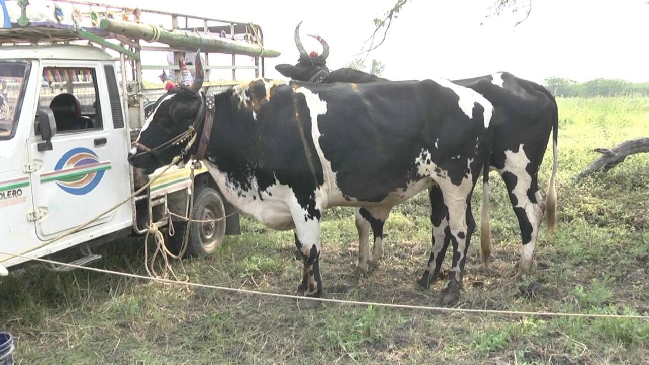 ಸಾಮಾನ್ಯವಾಗಿ ಎತ್ತುಗಳು 1 ರಿಂದ 2 ಲಕ್ಷ ರೂ. ಕೊಟ್ಟರೆ ಜೋಡಿಎತ್ತು ಸಿಗುತ್ತವೆ. ಆದರೆ, ಈ ಸ್ಪರ್ಧೆಯಲ್ಲಿ ಭಾಗವಹಿಸುವ ಎತ್ತಗಳನ್ನು ಸುಮಾರು 7 ರಿಂದ 8 ಲಕ್ಷ ರೂ.ಗೆ ಮಾರಾಟವಾಗುತ್ತವೆ.  