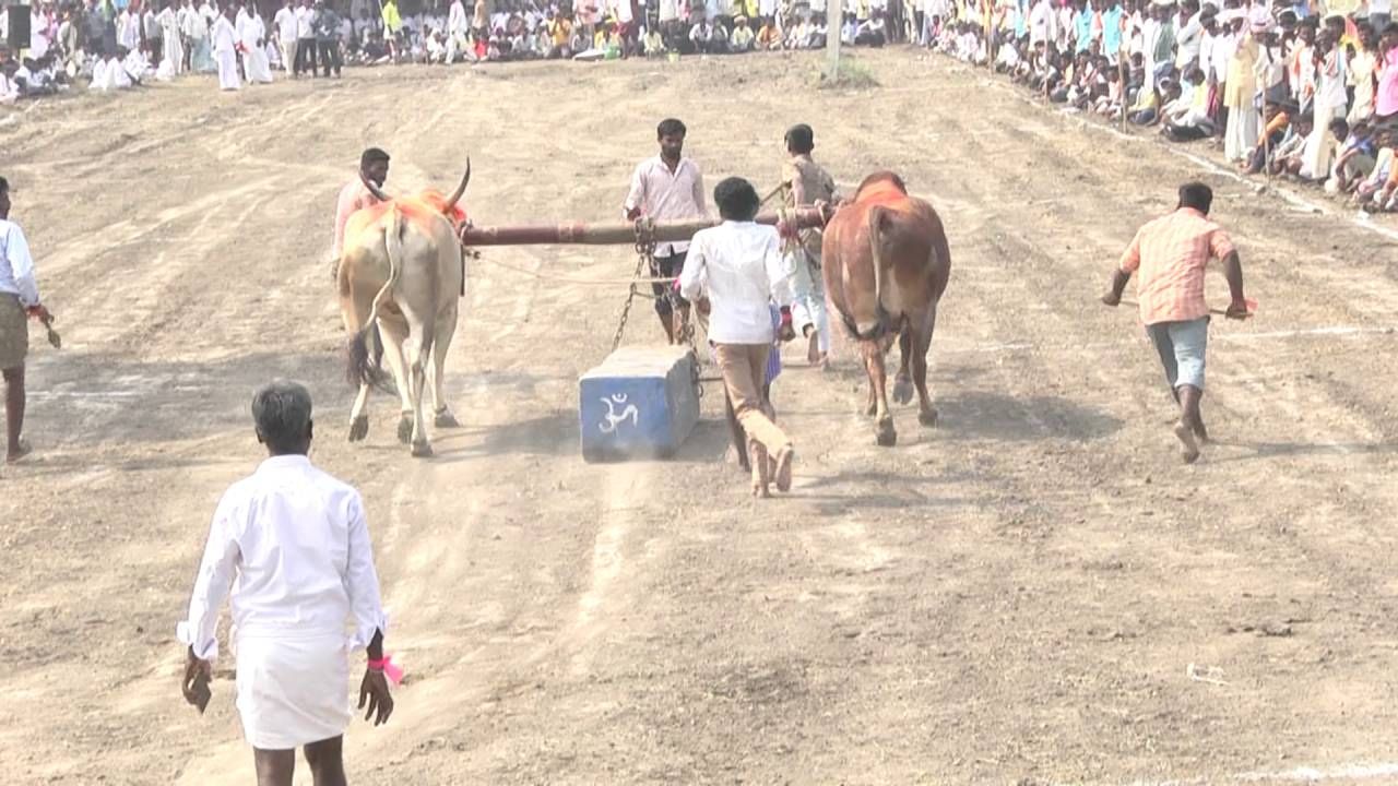 ಈ ಎತ್ತುಗಳು ಸಾಮಾನ್ಯ ಕೃಷಿ ಕಾಯಕ ಮಾಡುವ ಎತ್ತುಗಳಿಗಿಂತ ಮೂರ್ನಾಲ್ಕು ಪಟ್ಟು ಶಕ್ತಿ ಶಾಲಿಯಾಗಿರುತ್ತವೆ. ಎರಿ ಮಣ್ಣಿನ ಭೂಮಿಯಲ್ಲಿ 15 ಕ್ವಿಂಟಲ್​ನ ಕಲ್ಲು ಎಳೆಯಬೇಕು ಅಂದರೆ ಸಾಮಾನ್ಯ ಮಾತಲ್ಲ. ಶಕ್ತಿ ಶಾಲಿ ಎತ್ತುಗಳು ಇದ್ದರೆ ಮಾತ್ರ ಸಾಧ್ಯ. 