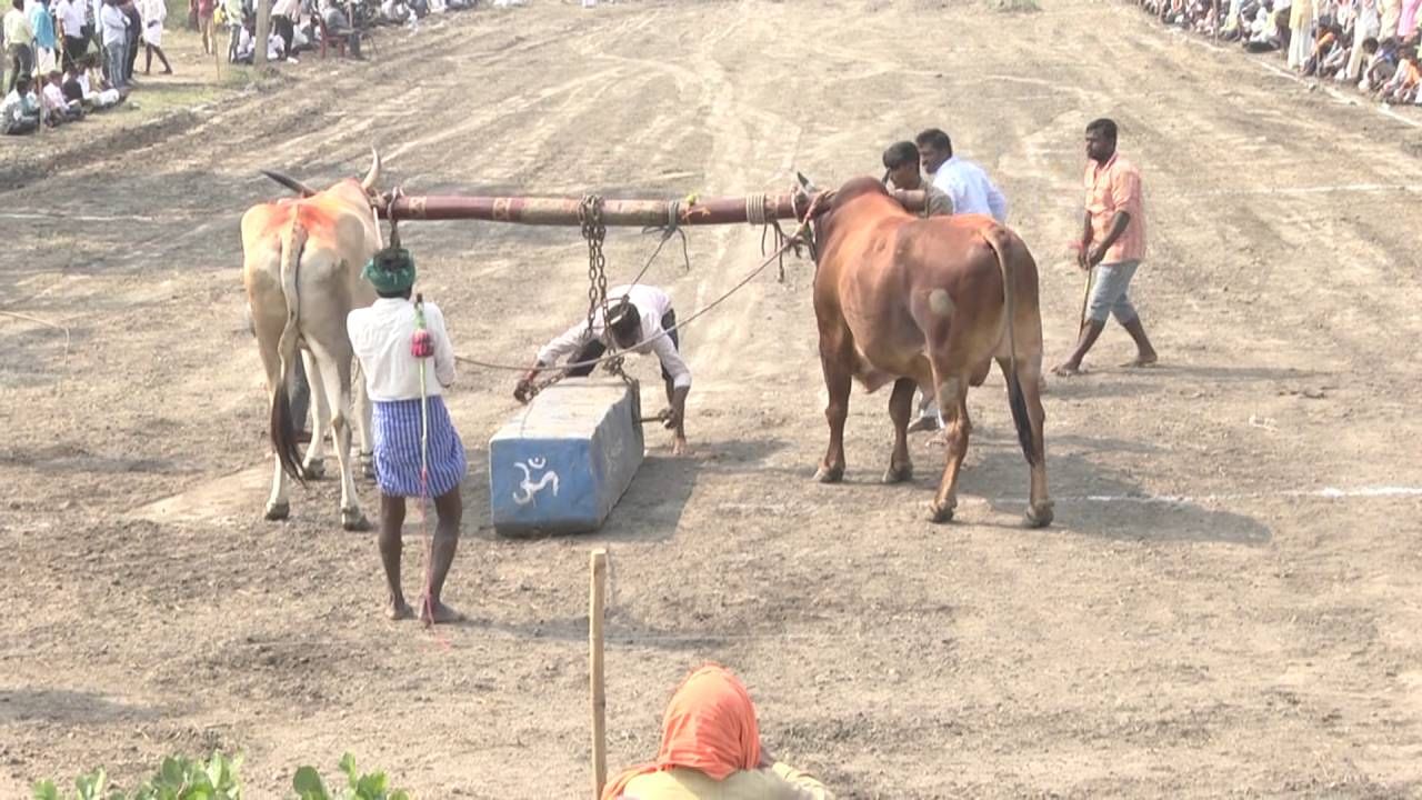 ಇದೇ ಕಾರಣಕ್ಕೆ ಯಾದಗಿರಿ ಜಿಲ್ಲೆ ಸೇರಿದಂತೆ ಪಕ್ಕದ ರಾಯಚೂರು, ವಿಜಯಪುರ, ಬಾಗಲಕೋಟ ಸೇರಿದಂತೆ ರಾಜ್ಯದ ನಾನಾ ಭಾಗದಿಂದ ಬಂದಿದ್ದ ಎತ್ತುಗಳನ್ನು ಸ್ಪರ್ಧೆಗೆ ಇಳಿಸಲಾಗಿತ್ತು. ಸುಮಾರು ನೂರು ಮೀಟರ್​ನ ಮೈದಾನವನ್ನು ತಯಾರಿ ಮಾಡಲಾಗಿತ್ತು. ಸುಮಾರು ಒಂದುವರೆ ಟನ್ ಕಲ್ಲನ್ನು ತಯಾರು ಮಾಡಲಾಗಿತ್ತು. ಜೋಡಿಎತ್ತು ಮೈದಾನಕ್ಕೆ ಇಳಿಸಲಾಗಿ ಬಳಿಕ ಕಲ್ಲನ್ನು ಕಟ್ಟಲಾಗುತ್ತೆ. 