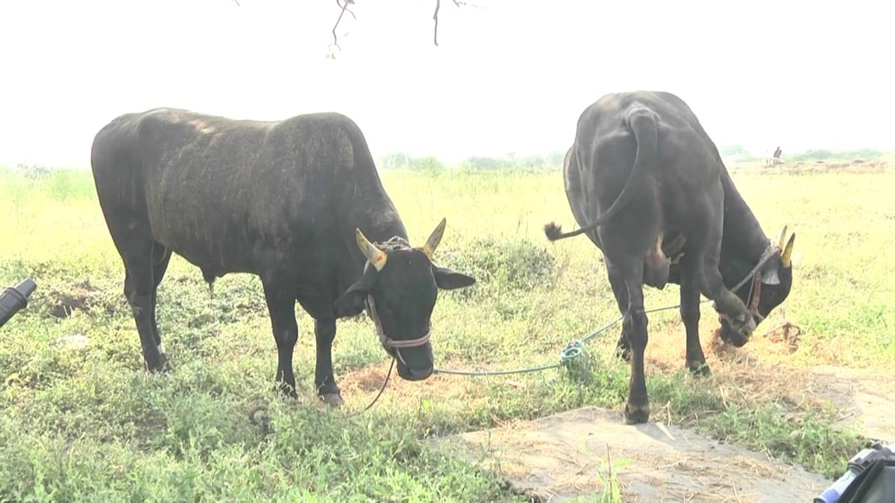 ಎತ್ತುಗಳನ್ನು ಮಾಲೀಕರು ಮಕ್ಕಳ ತರಹ ನೋಡಿಕೊಳ್ಳುತ್ತಾರೆ. ಮಕ್ಕಳನ್ನು ಫೈಲ್ವಾನರಾಗಿ ಮಾಡಲು ಪೋಷಕರು ಪಡುವ ಶ್ರಮದ ರೀತಿ ಈ ಎತ್ತುಗಳನ್ನ ಬೆಳೆಸುತ್ತಾರೆ. ಪ್ರತಿ ತಿಂಗಳು ಏನಿಲ್ಲ ಅಂದರೆ, 30 ರಿಂದ 40 ಸಾವಿರ ರೂ. ಎತ್ತುಗಳಿಗಾಗಿ ಖರ್ಚು ಮಾಡುತ್ತಾರೆ. ಅದರಲ್ಲೂ, ನಿತ್ಯ ಫೈಲ್ವಾನರರು ಯಾವ ರೀತಿ ಮೊಟ್ಟೆ ತಿನ್ನುತ್ತಾರೆ ಅದೆರೀತಿ ನಿತ್ಯ ಎತ್ತುಗಳಿಗೆ ಮೊಟ್ಟೆ ನೀಡಲಾಗುತ್ತೆ. 