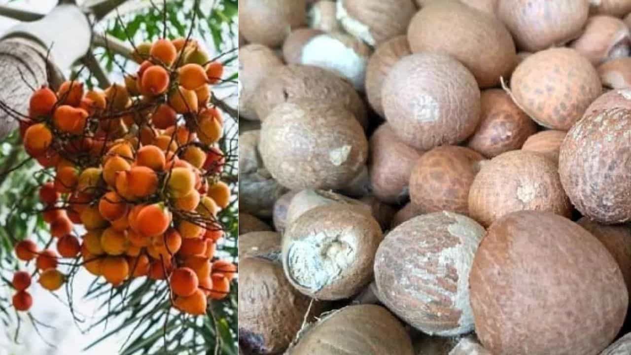 ಪ್ರತಿಷ್ಠಿತ ವಿವಿ ಅಧ್ಯಯನದಿಂದ ಅಡಿಕೆ ಬೆಳೆಗಾರರಿಗೆ ಗುಡ್ ನ್ಯೂಸ್: ಕ್ಯಾನ್ಸರ್ ಕಾರಕವಲ್ಲ ಪ್ರತಿಬಂಧಕ! ಪ್ರತಿಷ್ಠಿತ ವಿವಿ ಅಧ್ಯಯನದಿಂದ ಅಡಿಕೆ ಬೆಳೆಗಾರರಿಗೆ ಗುಡ್ ನ್ಯೂಸ್: ಕ್ಯಾನ್ಸರ್ ಕಾರಕವಲ್ಲ ಪ್ರತಿಬಂಧಕ!