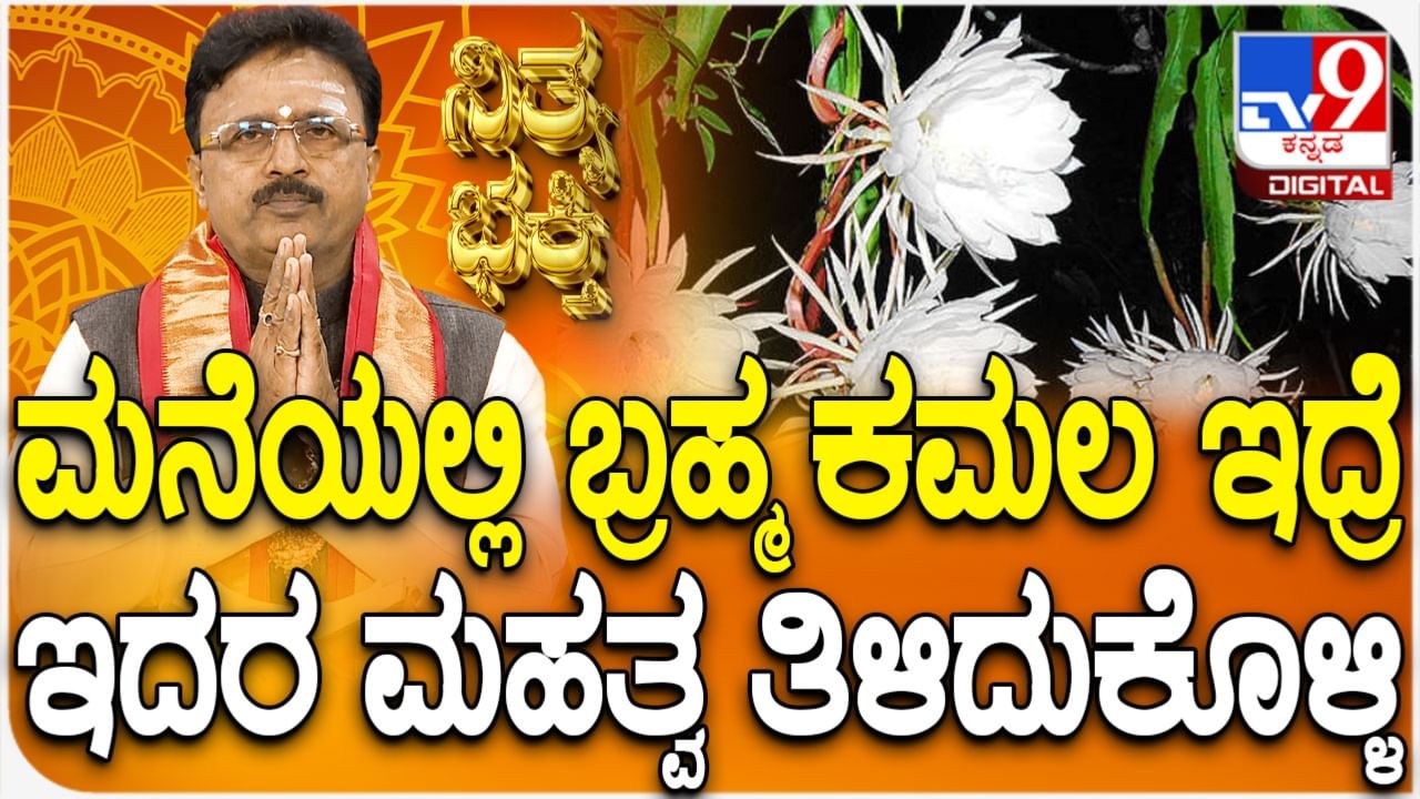 Daily Devotional: ಮನೆಯಲ್ಲಿ ಬ್ರಹ್ಮ ಕಮಲ ಗಿಡ ಇದ್ದರೆ ಇದೆ ಅನೇಕ ಪ್ರಯೋಜನ, ದೇವತಾ ವೃಕ್ಷದ ವಿಶೇಷಗಳ ಬಗ್ಗೆ ಇಲ್ಲಿದೆ ಮಾಹಿತಿ