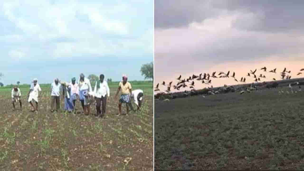 ಗದಗನಲ್ಲಿ ರೈತರ ಜೀವ ಹಿಂಡುತ್ತಿರುವ ವಿದೇಶಿ ಪಕ್ಷಿಗಳು